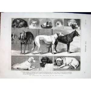   Birmingham Dog Show Antique Print 1874 Prize Winners