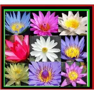  water lilymix color 5 seeds Patio, Lawn & Garden