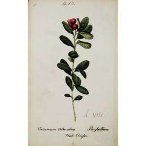   Cowberry Botanical Print   Hand Colored Lithograph