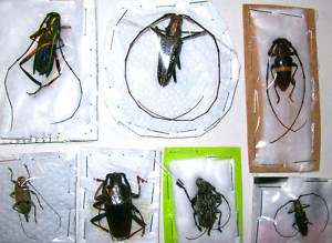 Taxidermy REAL Insect Lot of 5 cerambycidae PERU Nice!  