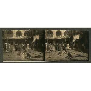   fur shop,Constantinople,Turkey,animal pelts,dogs,c1911
