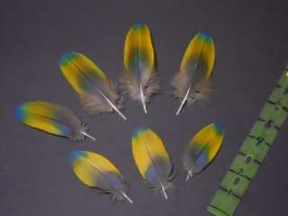 Parrot Macaw Craft Fly Tying Feathers body  