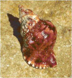 Shell Seashell Counted Cross Stitch Pattern Beach Conch  