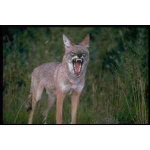   inch Mammal Collection Canvas Art Coyote,Arizona,USA