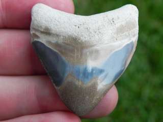 Polished Bone Valley Megalodon Tooth NICE WHITE & BLUE!  