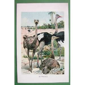 BIRDS Ostriches   Antique Print Color Lithograph