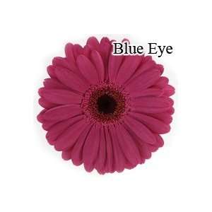  Blue Eye Gerbera Daisies   72 Stems Arts, Crafts & Sewing