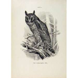    Birds Useful And Harmful Long Eared Owl C1909 Print