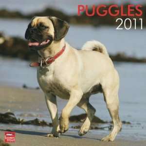  Puggle Dogs (Pug/Beagle) 2011 Square 12x12 Wall 