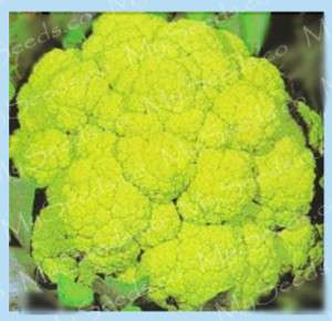 Cauliflower Seeds   Italian HEIRLOOM ~MARCHIGIANO GREEN  