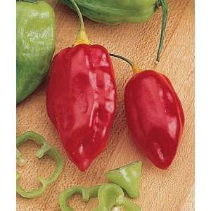  Pepper, Hot Caribbean Red 1 Pkt. (30 seeds) Patio, Lawn 