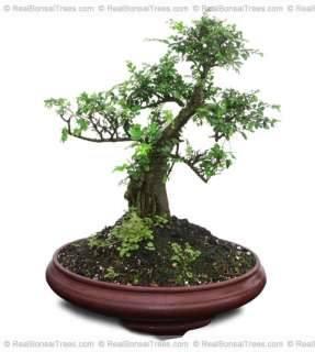 Old Chinese Elm Bonsai Plant Live Indoors or Outdoors   