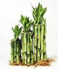 Lucky Bamboo, Collectibles items in Wholesale Lucky Bamboo And More 