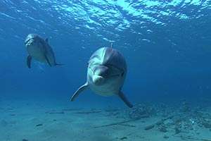 Dolphins In The Deep Blue Ocean 3D [3D Blu ray]: .de: Filme & TV