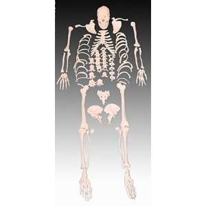   Knochen / Skelett in Einzelteilen / lebensgroß  Garten