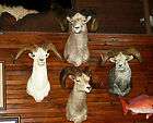 Wild Sheep Ram mounts   FNAWS Grand Slam taxidermy bighorn stone dall 