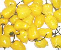 bhut jolokia habanero mustard cherry bomb trinidad scorpion chupetinho 