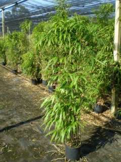 Buy Bamboo Plants