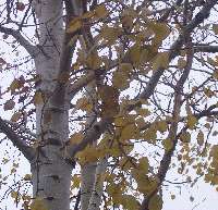   (Populus) 3 ft. Fast Growing Ornamental for Home Garden Shade  