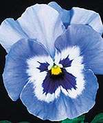 Annual: BLUE JOKER PANSY Seeds   Happy Flower  