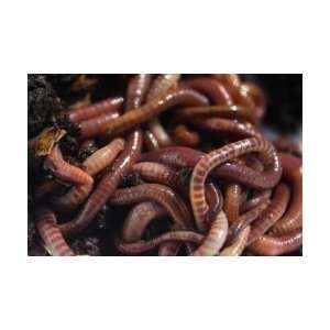 Red Wiggler Composting Worms 250