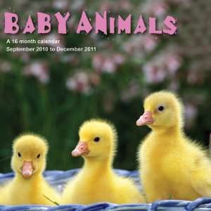  2011 Animal Calendars Baby Animals   16 Month   30x30cm 