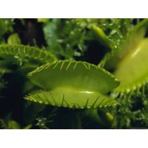 com The Sawtooth Venus Flytrap, Faucaria Family, A Carnivorous Plant 