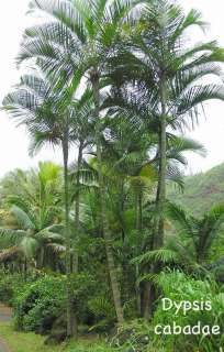 RARE LIVE Dypsis Cabada Palm Tree BLUE Bamboo Trunks  