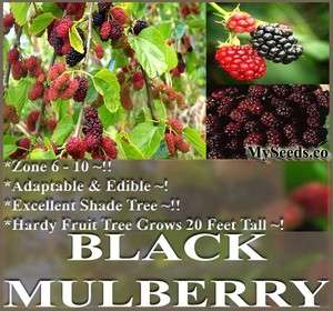   Mulberry Fruit Tree Seeds Morus nigra EDIBLE FRUITS GREAT SHADE TREE