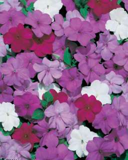Impatiens Tempo Series Wedgewood Mix Seed  