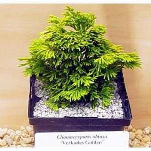  Verkades Golden Japanese Hinoki Cypress Patio, Lawn 