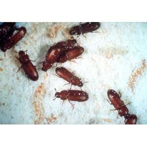 Confused Flour Beetle Starter Kit ~ Grow Your Own Live Fish Food, Very 