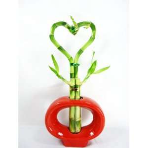  9GreenBox   Live 4 Heart Style Lucky Bamboo Plant with Red 
