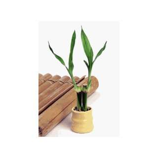  Lucky Bamboo Plant Favors
