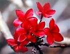 plumeria ginger bamboo orchid plants cuttings roots seeds items in 