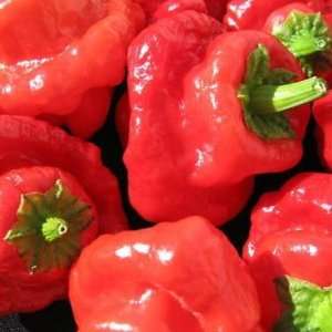  15 Jamacian Hot Red Pepper seed Patio, Lawn & Garden