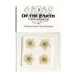  Pressed Flower Stickers Queen Annes Lace 1.25 stickers 