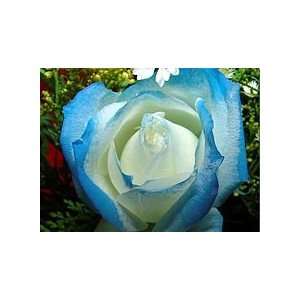  Brave Peace Rose Seeds Packet: Patio, Lawn & Garden