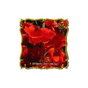   Dark Red   Jumbo Wildflower Seed Packet (1000) Patio, Lawn & Garden