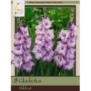  Honeyman Farms Gladiolus Wildcat Pack of 8 Bulbs Patio 