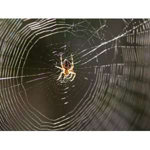  Common Spider in the Center of Its Web Premium 