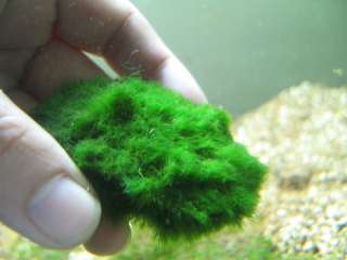 10x Green blanket moss STONE PAD   water plants java gh  