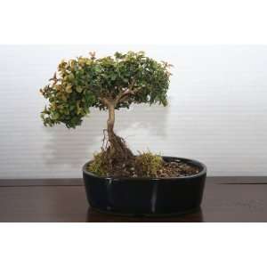   BOXWOOD BONSAI TREE WITH AIR ROOTS  Grocery & Gourmet Food