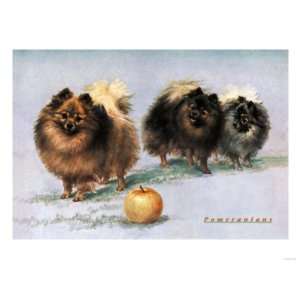  Three of Mrs. Hall Walkers Champion Pomeranians Stretched 